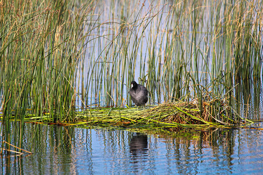 An American Coot stands on a floating platform nest