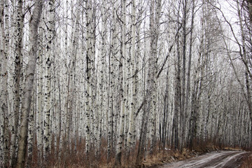 Fototapeta premium A muddy road in a birch forest