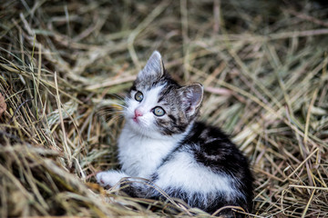 Beautiful little kitten outdoor
