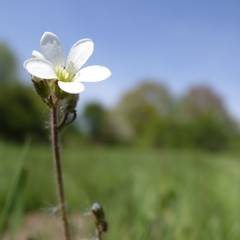 Blümchen im Licht