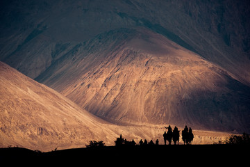 Silhouette image of camels caravan in the Hunder desert , Nubra valley ,India