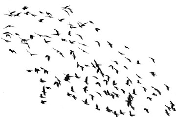 numerous flock of black birds flying isolated on the white background of the sky in the corner