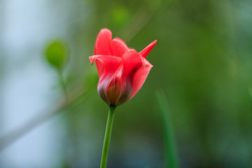 tulip