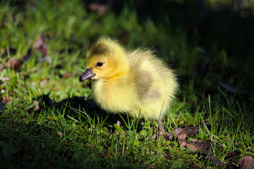 Closeup of baby goslings eating leaves and grass