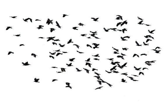  large flock of black birds flying isolated on white sky background