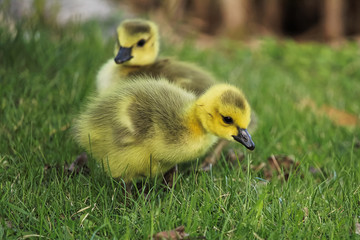 Closeup of two baby goslings in the grass