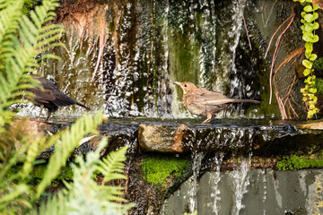 Song Thrush standing on stone in a small pond in the garden.