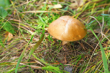 Brown cap of birch bolete mushroom on a background of green grass. Mushroom growing on the ground in the forest.