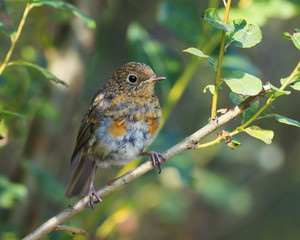  funny little bird Robins sitting in autumn the colourful garden, on a tree branch