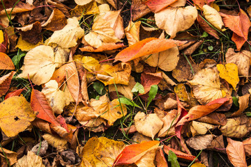autumn bright leaves on a ground