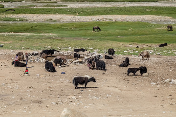 Habitat of Nomad people and their livestock near Tso Moriri Lake in Changtang, Ladakh, India