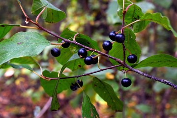 bird cherry