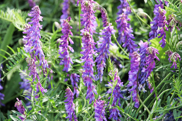 A patch of tufted vetch flowers in the spring