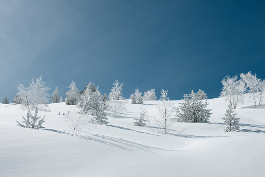 Winter landscape with snowy trees and clear sky