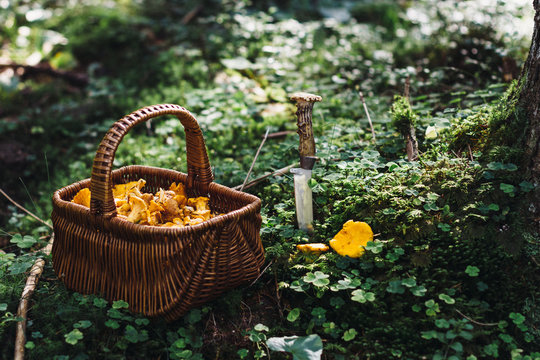 freshly hand picked chanterelle in a straw basket in the forest