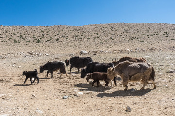 Fototapeta na wymiar Flock of yak along the road to Tso Moriri Lake in Ladakh, India