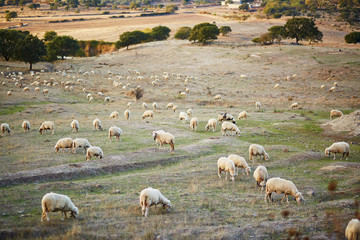 Sheep herd on pasture in Sardinia © Ekaterina Pokrovsky
