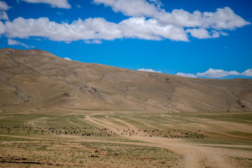 Fototapeta na wymiar Habitat of Nomad people and their livestock near Tso Moriri Lake in Changtang, Ladakh, India