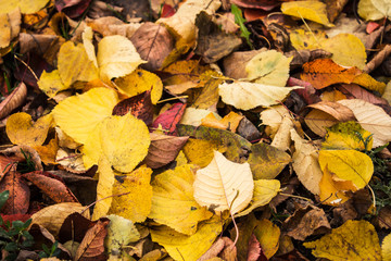 autumn bright leaves on a ground