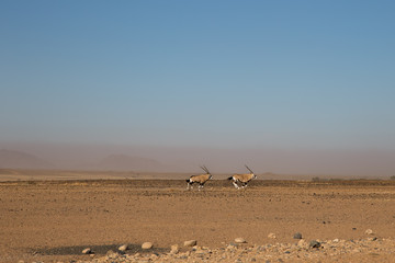 Chase of the Oryx