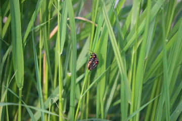 Käfer bei der Vermehrung