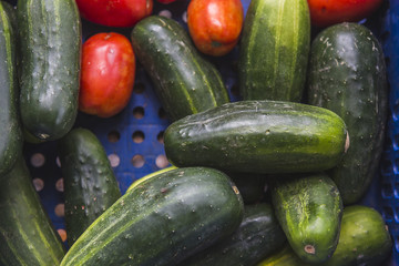 feira de produtors orgânicos