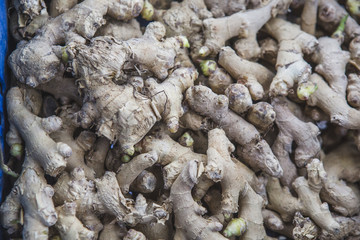 feira de produtors orgânicos