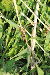 Raupe Pfauenauge