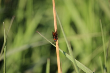 Käfer