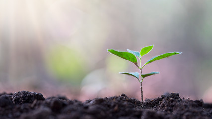 Young plant in the morning light on nature background
