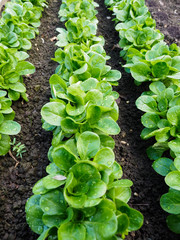 Feldsalat - frisch vom Feld - Bio