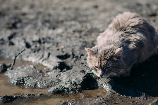 Lonely feral homeless cat looking around and sitting on the old abandoned wood building threshold.