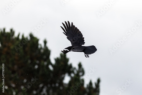 Fototapete Fliegende Krahe Fototapeten Wallsheaven Manuel