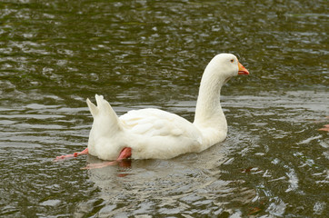 Goose swimming in the lake.