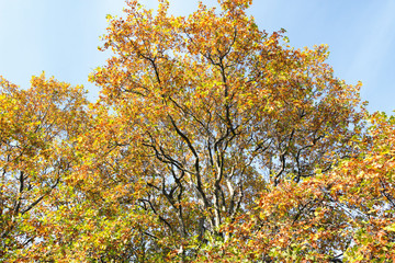 Sycamore tree old trunk