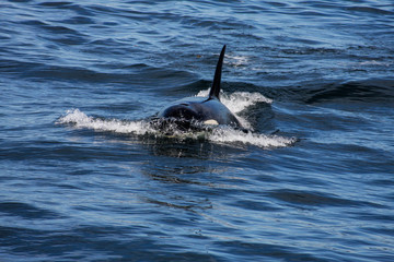 orca, wildlife, ocean