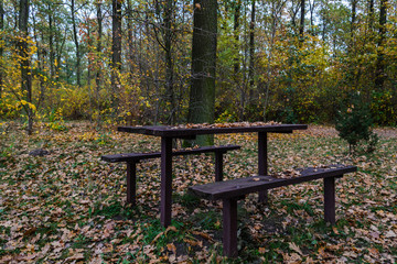 Las w jesienny dzień © Senatorek