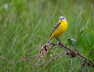 yellow-chested wagtail