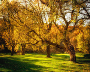 Fototapeta premium Glowing Autumn Tree
