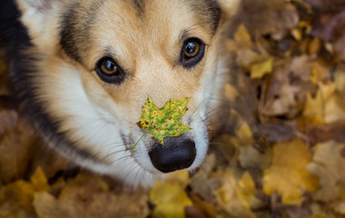 Autumn on the nose. Dog breed Welsh Corgi Pembroke on a walk in a beautiful autumn forest.