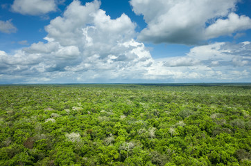 Over the Jungle Canopy