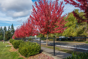 Red Fall Leaves 4