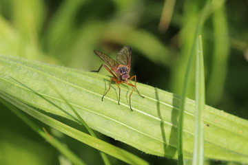 Fliege im Gras