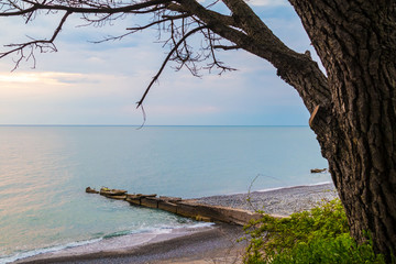 The bare tree on the background of cloudy sky and the sea with the mole, Sochi, Russia