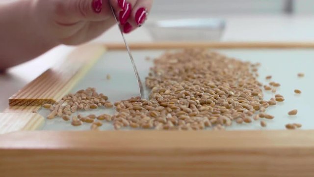 Laboratory assistant in the laboratory of of food culture assay to test genetically modified wheat seed. Slow motion