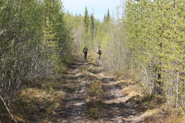 Туристы с рюкзаками на лесной дороге. © verynika