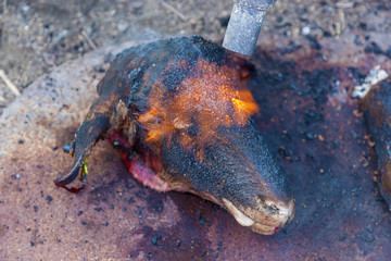 Obraz premium head and legs of the sheep are treated with fire