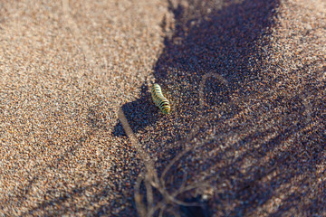 The caterpillar of the machaon crawls along the sand