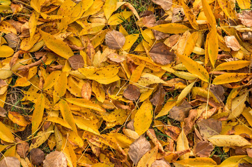 Yellow asg-tree leaves on the ground