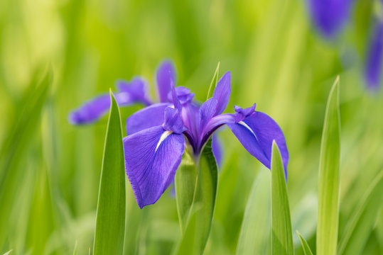カキツバタの花